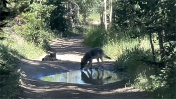 WATCH: Video shows 3 wolf pups born to Colorado reintroduced wolves